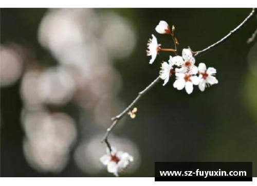 蝶恋花，蜂采蜜——繁花似锦多情季，谱写春日美景